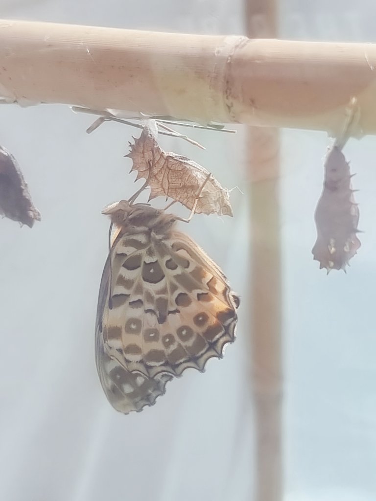 집으로 옮겨둔 번데기에서 나비나왔어