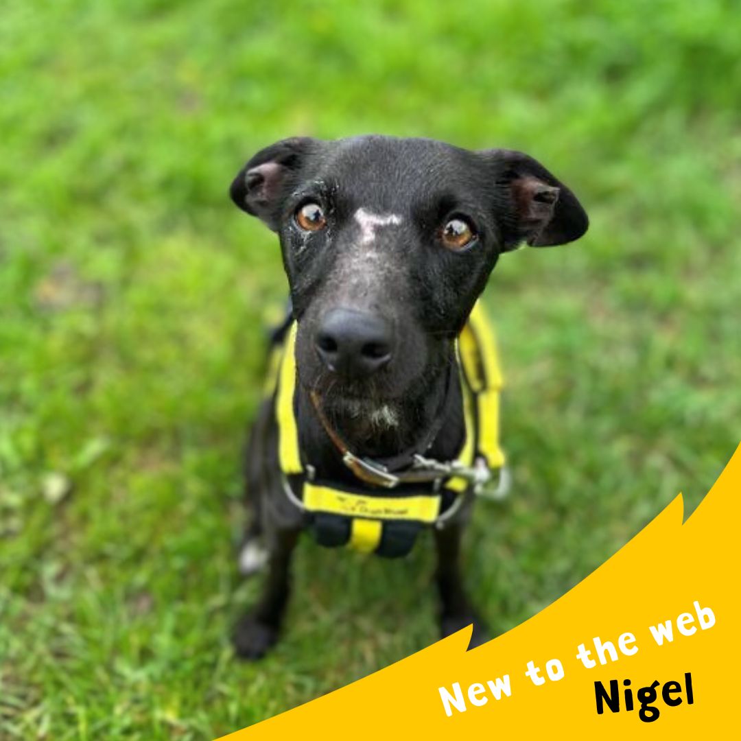 We have some lovely new faces on the website 🐶 To find out more about them and any other dog we have available ➡️ bit.ly/3QhHbsX