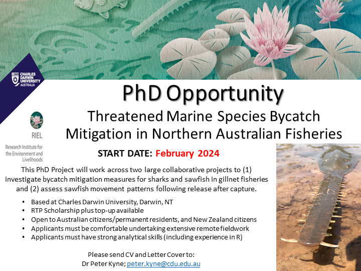 Exciting PhD opportunity working with me and @spottedcatshark at @CDUni @RIELresearch to test sawfish and shark bycatch mitigation devices and assess post-release behaviour in sawfish 👇