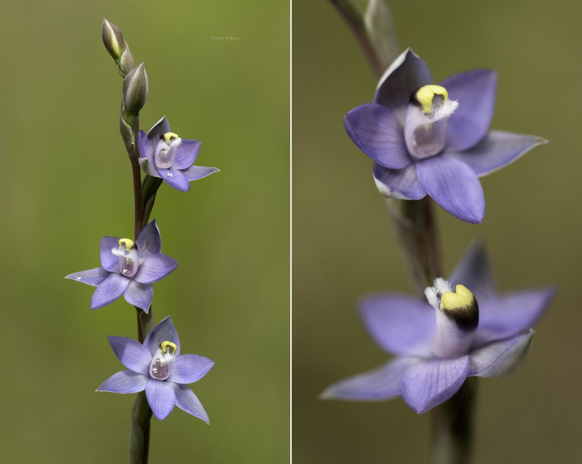 Lots of Thelymitra pauciflora (slender sun orchids) flowering just out the backdoor at home today (Corunna, NSW). This sp. can be very shy to flower - most plants here only open once for several hrs on a warm/humid morning. 150+ plants in bud/flower this yr #orchids #ozplants