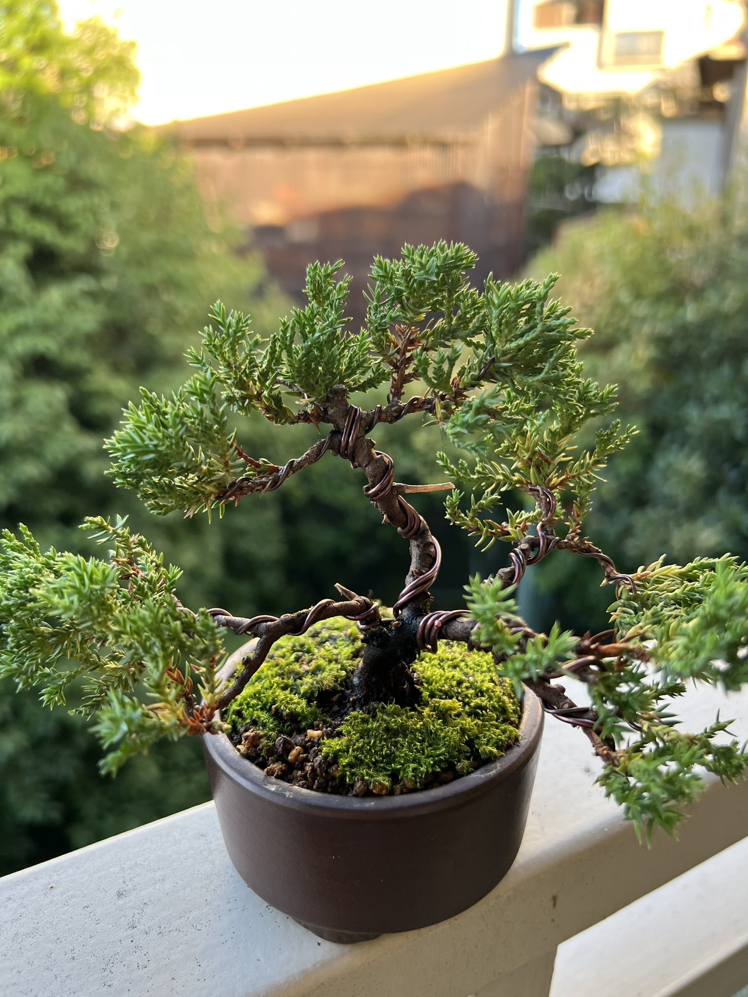 ソナレ盆栽！ ソナレ - Search / X