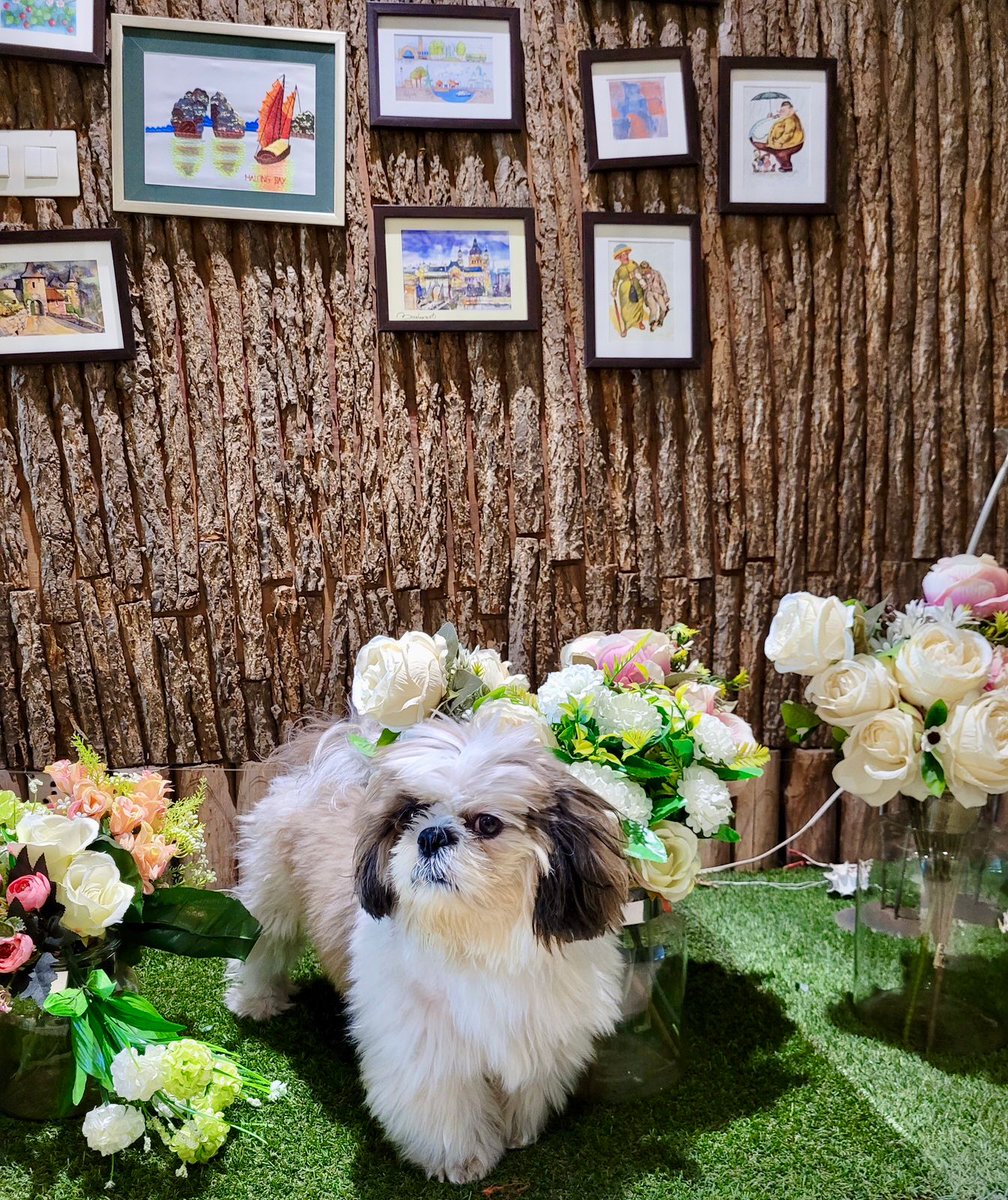 cryptothedoggy tweet media