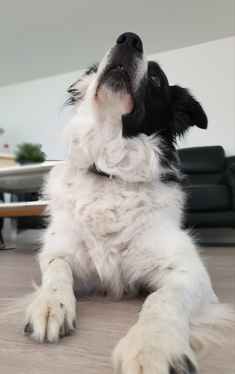 Merlin 🐕
Was heißt hier Hasenzähnchen? 🤨