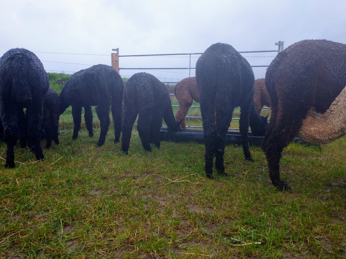 Orchard_Alpacas's tweet photo. I wonder what Mary Berry would say about all these soggy bottoms.....#thursdaymorning #goodmorning #bakeoff https://t.co/LuMJNwoedC