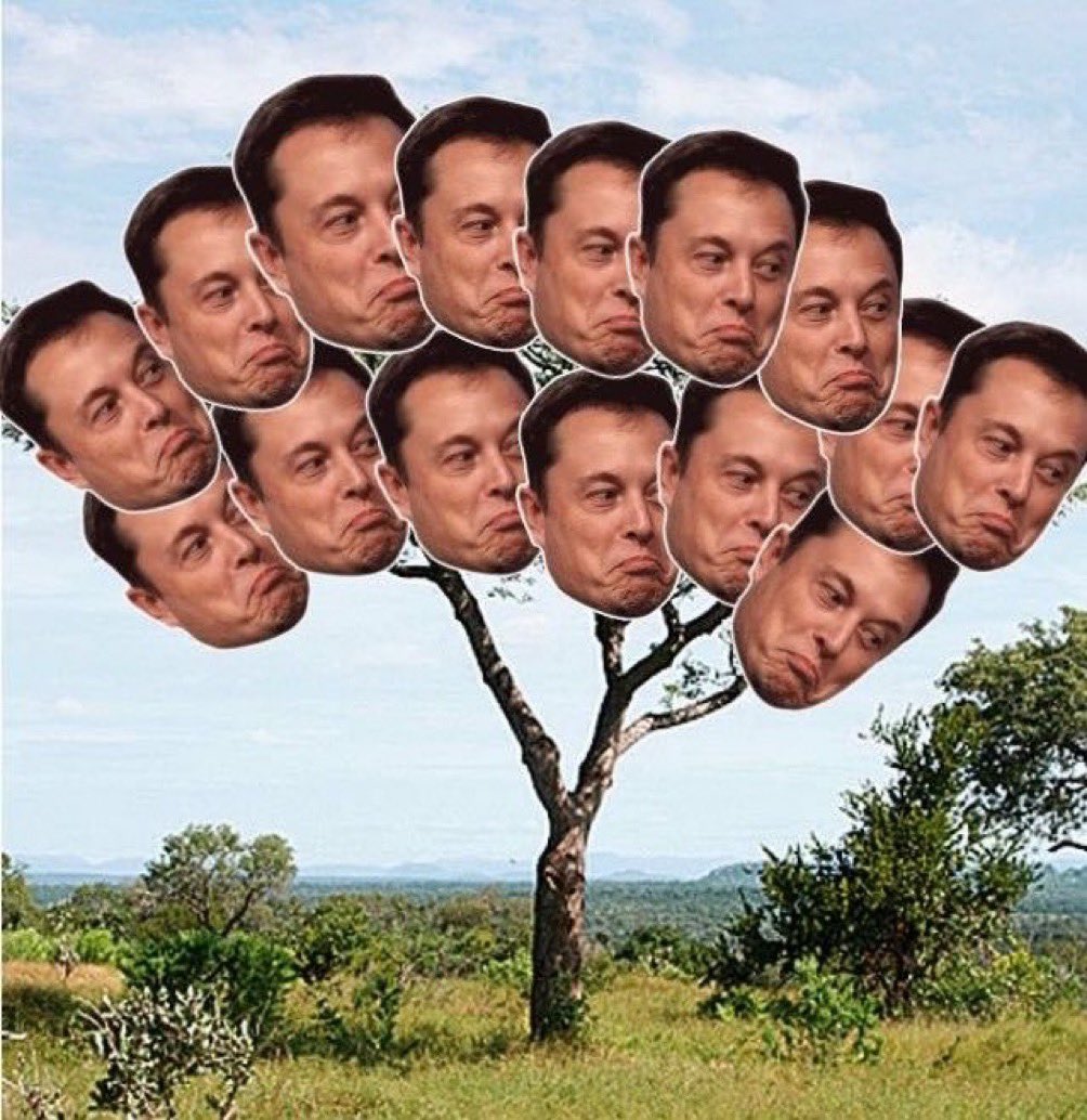 ElonMuskAOC's tweet photo. Have you ever seen a Treelon?
Well, now you have. https://t.co/triYBgE7EA