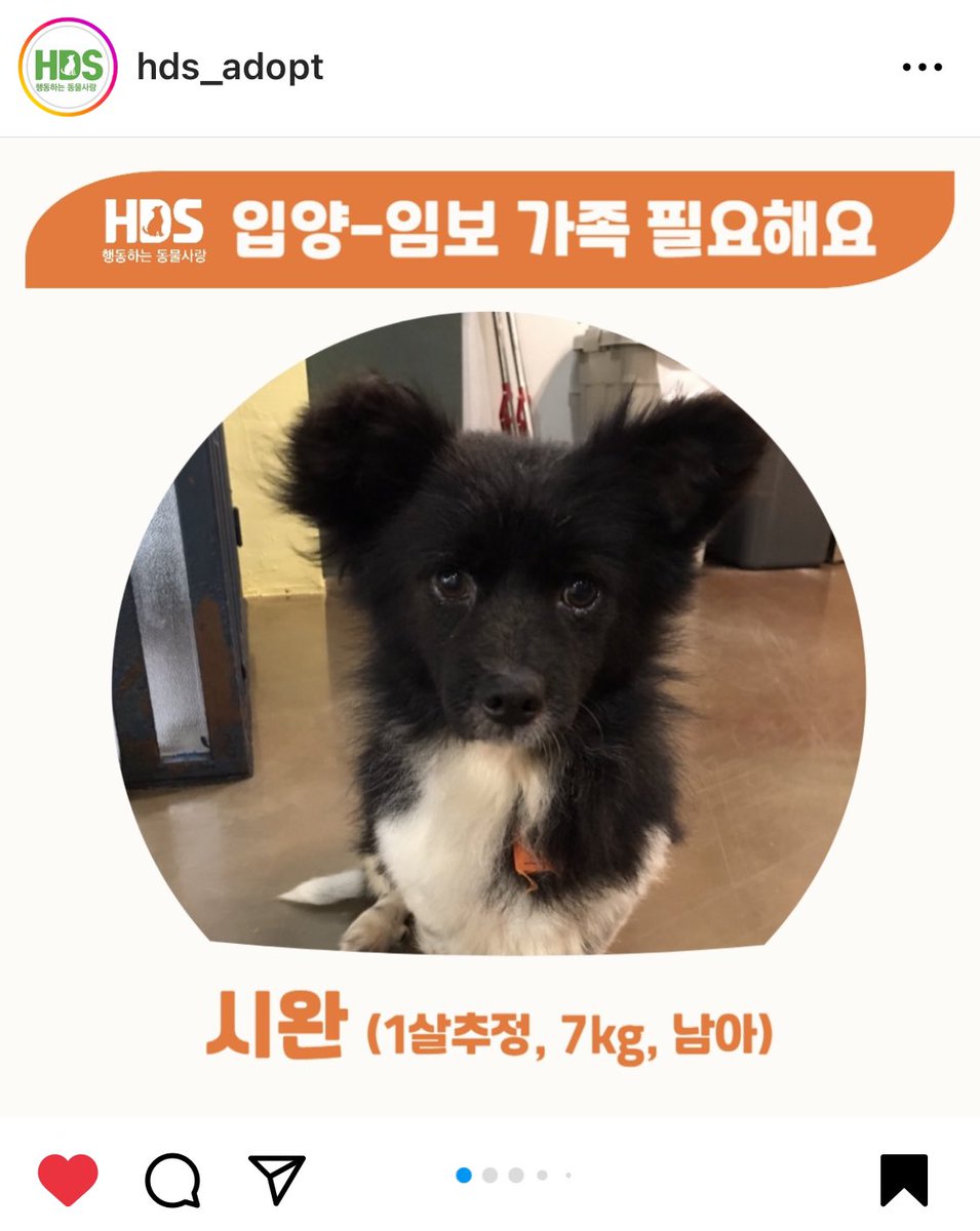 imboemo's tweet photo. 아직 한살아기인데 너무 슬픈 눈빛이다.
1살 꼬마소년 시완이 임보/입양처 필요하대요 🙏🏼 https://t.co/zoeTz2hKS7