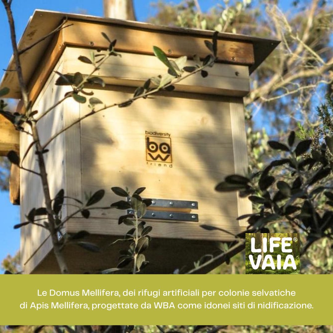 Uno degli obiettivi del nostro progetto LIFE VAIA è la valorizzazione di attività apistiche nelle aree colpite. Le Domus Mellifera installate presso i nostri vari siti pilota sono un’opportunità per creare una nuova consapevolezza del rispetto e della tutela della Biodiversità.