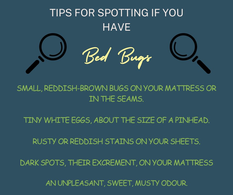 LandofBeds's tweet image. Dealing with bed bugs?

Wash infested bedding &amp;amp; clothes in hot water (60°C), and tumble dry for 30+ mins.

Freeze affected items in plastic bags for 3-4 days.

Regular cleaning &amp;amp; vacuuming help spot bed bugs sooner.

#BedBugTips #SleepWell
