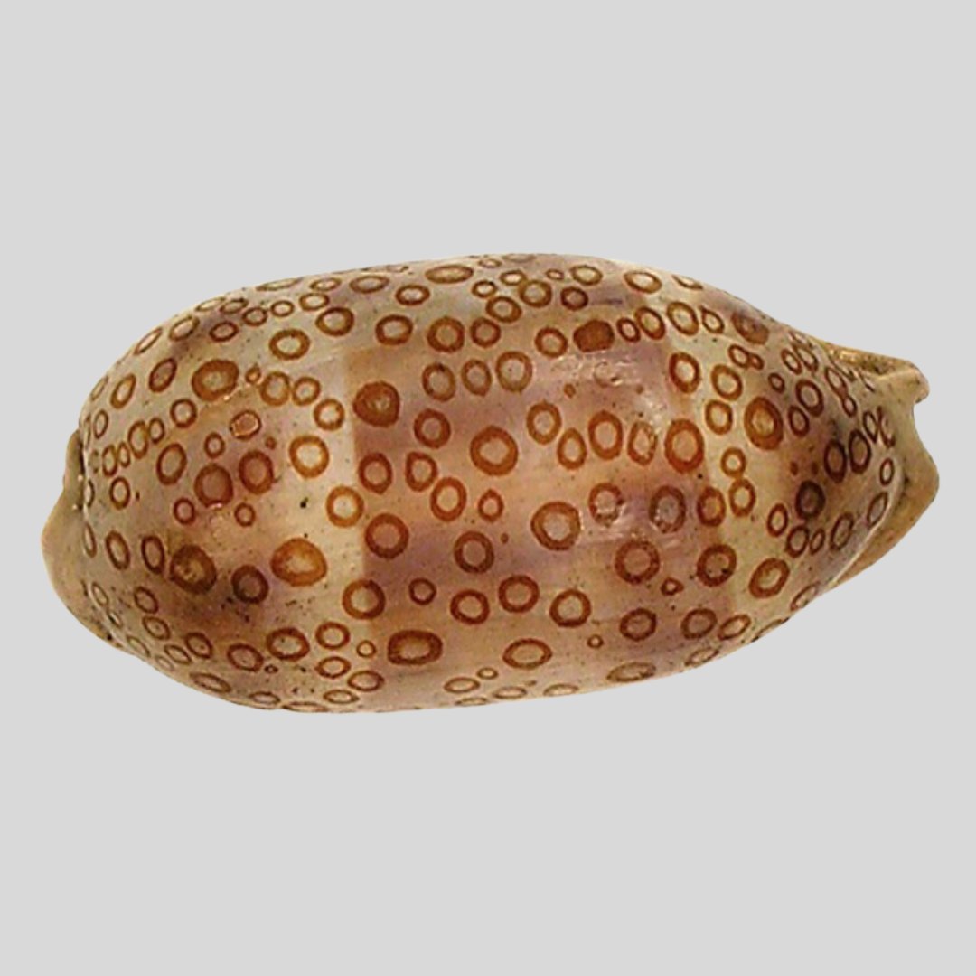 Named for its distinctive eye-spot decoration, the hundred-eyed cowrie shell is found around the remote tropical islands of the Indian Ocean. 

 #BRLSI #Collection #hundred-eyed #cowrie #shell #tropicalisland #indianocean