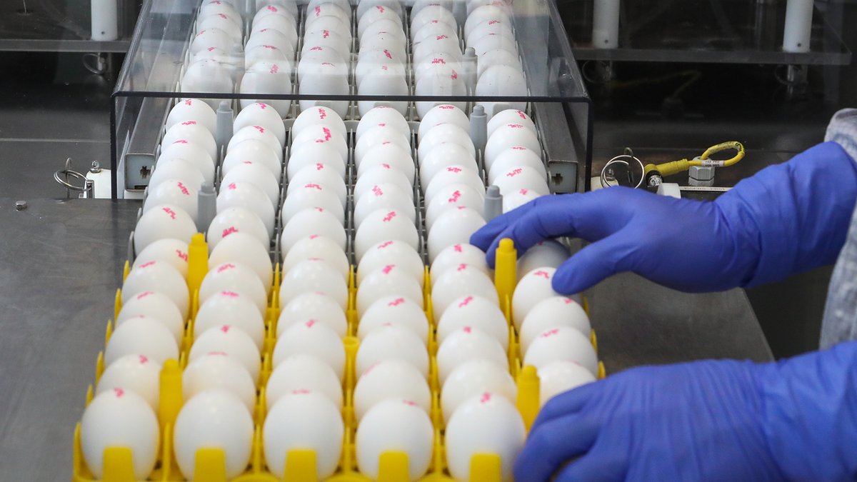 Videojet_NL's tweet photo. Kwaliteitscodes zijn de sleutel tot consumentenvertrouwen, dus bescherm uw merk met #Videojet. Onze codeer- en markeeroplossingen integreren in uw productielijn, ongeacht de verpakking die u gebruikt.

🥚Lees meer in onze gids voor de eierindustrie: https://t.co/lqu2JqOsh1 https://t.co/AKsoThzdli