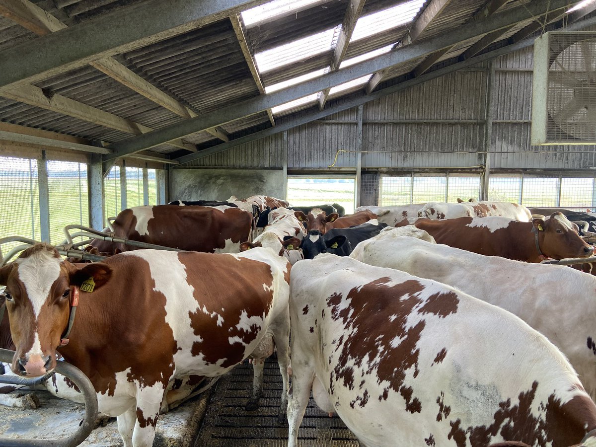 Hendrika tweet media