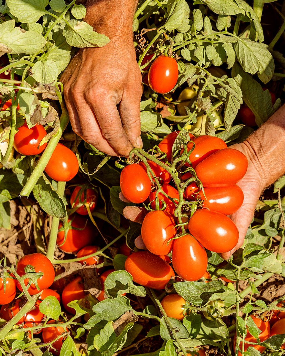 🍅🇮🇹  Il nostro pomodoro non deve fare troppa strada. Raccolto al punto giusto di maturazione, è conferito freschissimo agli stabilimenti di lavorazione, dove viene sottoposto a controlli di qualità molto rigorosi.

#Pomì #IncucinaconPomì #PomodoroVero