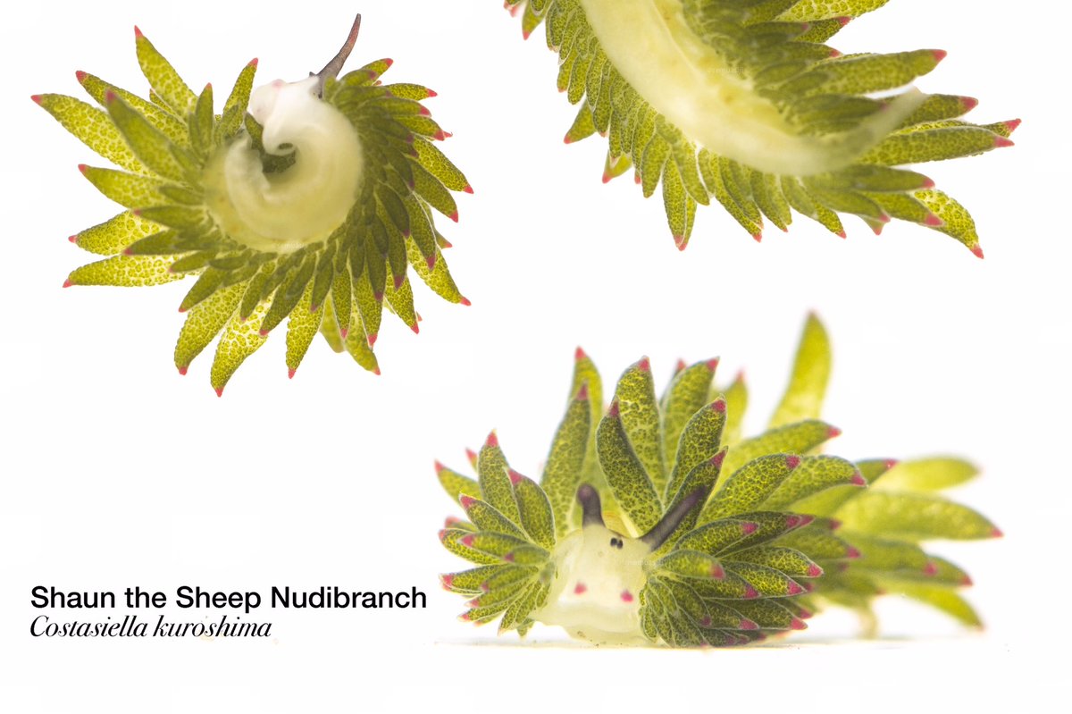 alwansyaah's tweet image. my camera having a hard time capturing himb but i think I managed okay (*⁰▿⁰*)