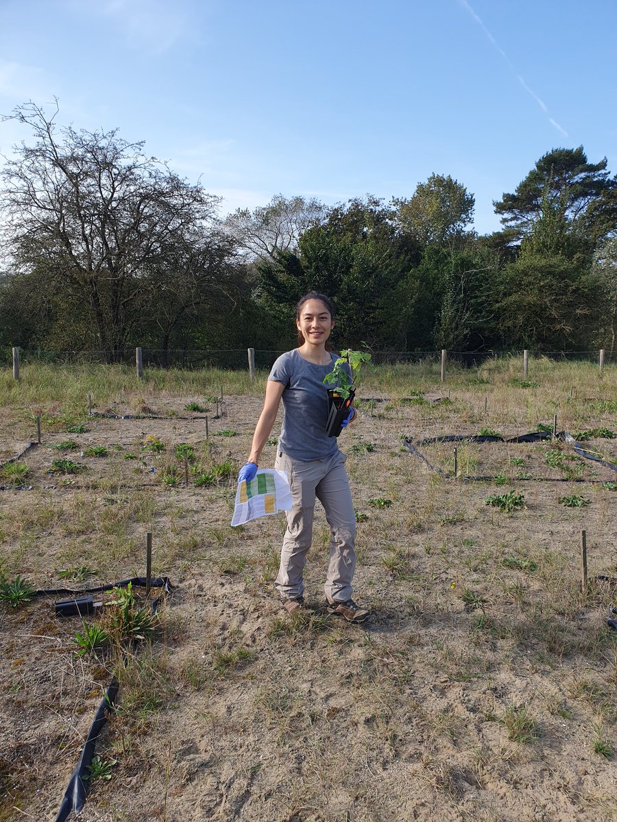 This tuesday we planted 416 trees in Meijendel at the TERRA-dunes project @Dunea. Together with @SofiaIFGomes @mirrrrkamil @Xiangyu73144835 and Costanza we enjoyed apple pie, the dunes and plenty of sun.