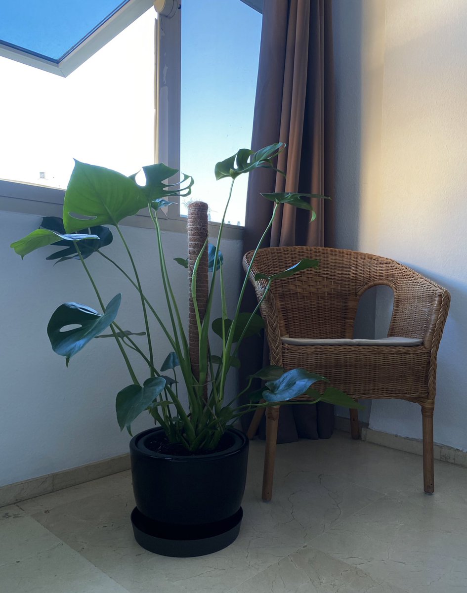andrevinuesa's tweet photo. 🪴💆🏻‍♀️🌿🌞 https://t.co/d6Z1jmW4q1
