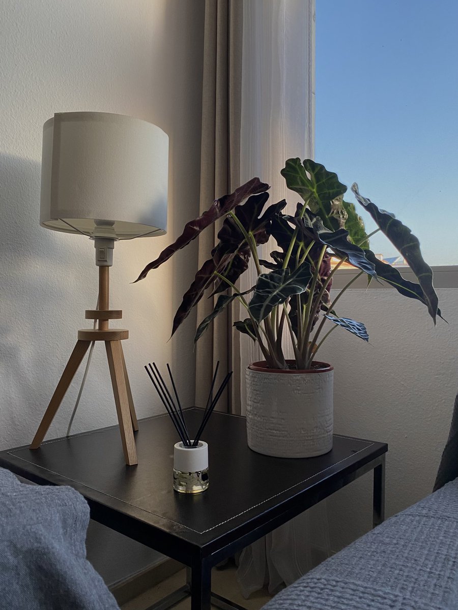 andrevinuesa's tweet photo. 🪴💆🏻‍♀️🌿🌞 https://t.co/d6Z1jmW4q1