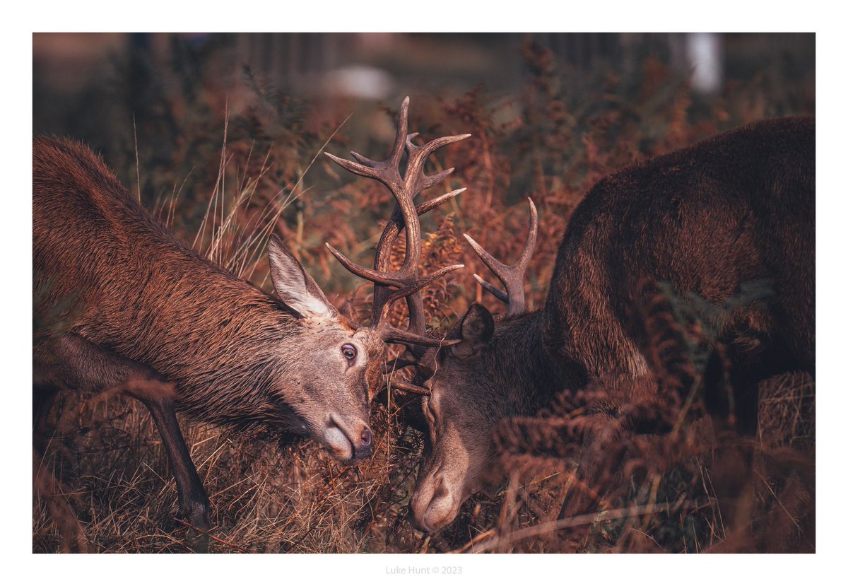 Tussle 

#bushypark 
#deerrut #stag #reddeer #z6ii 
#nikon  #wildlifephotography #wildlifelovers #theroyalparks #zcreators #ukwildlife #britishwildlife #bbcwildlifepotd @NikonEurope @UKNikon @BritishDeerSoc