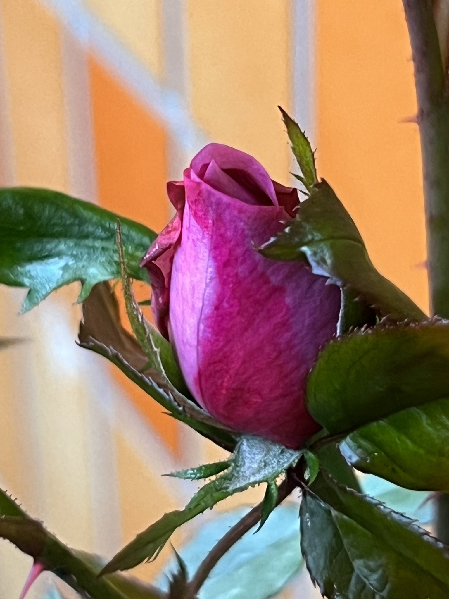 薔薇○コメント下さい Gj_g2VgboAAPoYq.jpg:large