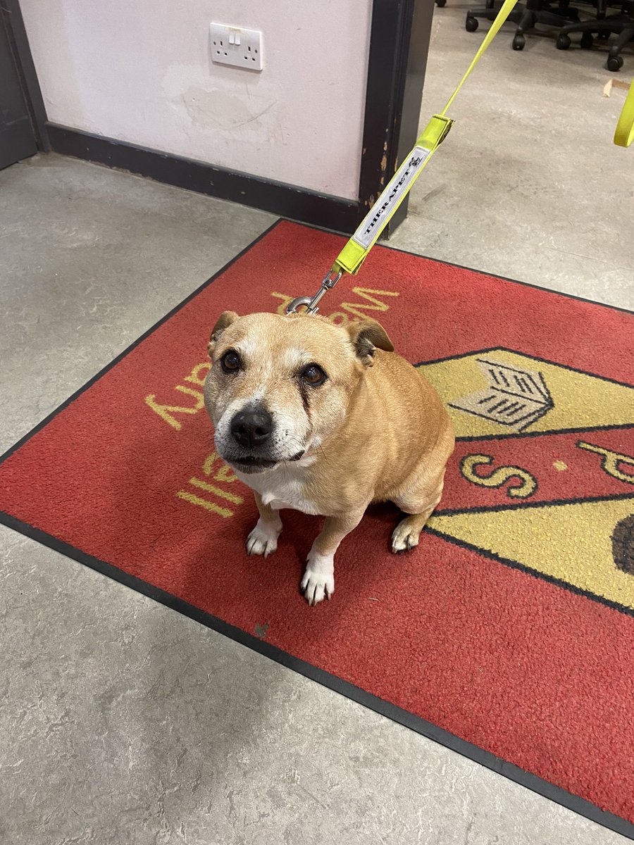 Delighted to welcome back Ellie 🐶 and her owner Jemma from <a href="/TherapetC/">@Therapet-CCST</a> to our school. We just love a visitor 🥳. The children and staff are very excited 👋🏻 #partnerships #reading #support