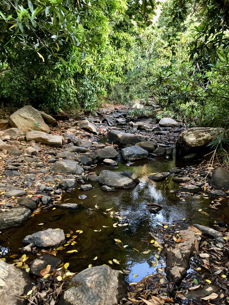 MikiBalint's tweet photo. No Schistos in snails from the clean stream of this small agricultural wonderland! @geobiodiversity https://t.co/8KFwEswDnU