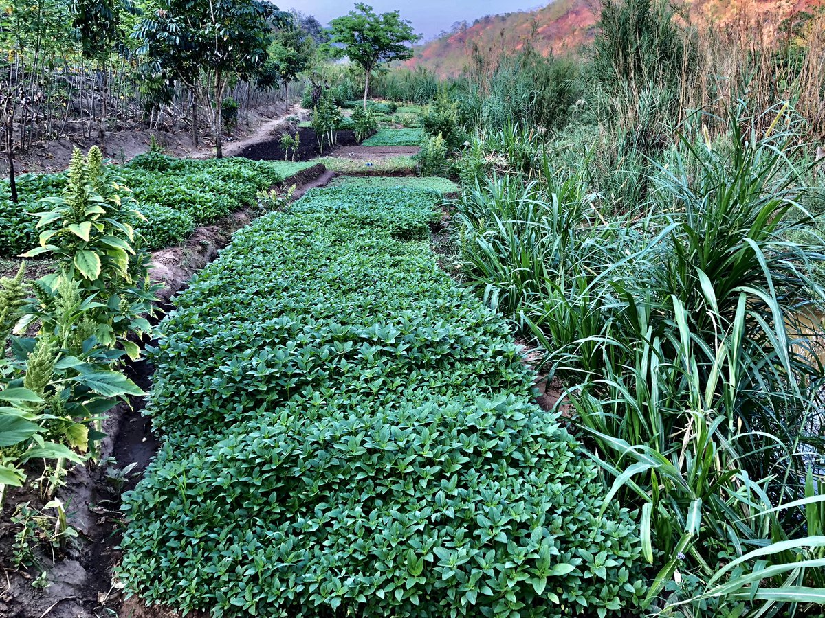 No Schistos in snails from the clean stream of this small agricultural wonderland! <a href="/geobiodiversity/">Senckenberg Research</a>