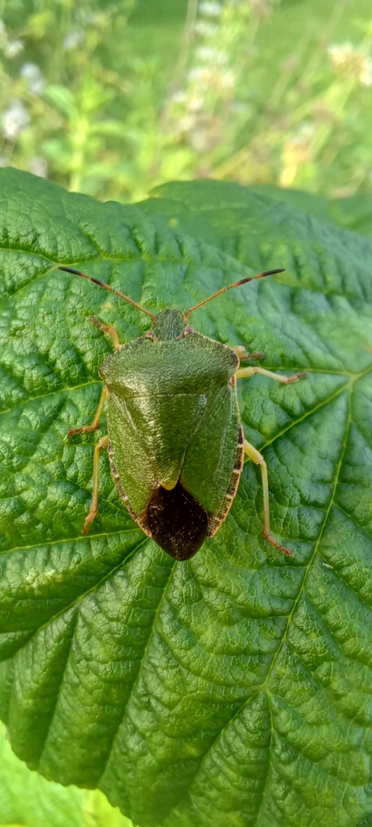 This very well camouflaged common Green Shieldbug was spotted on a leaf while we were picking raspberries yesterday.