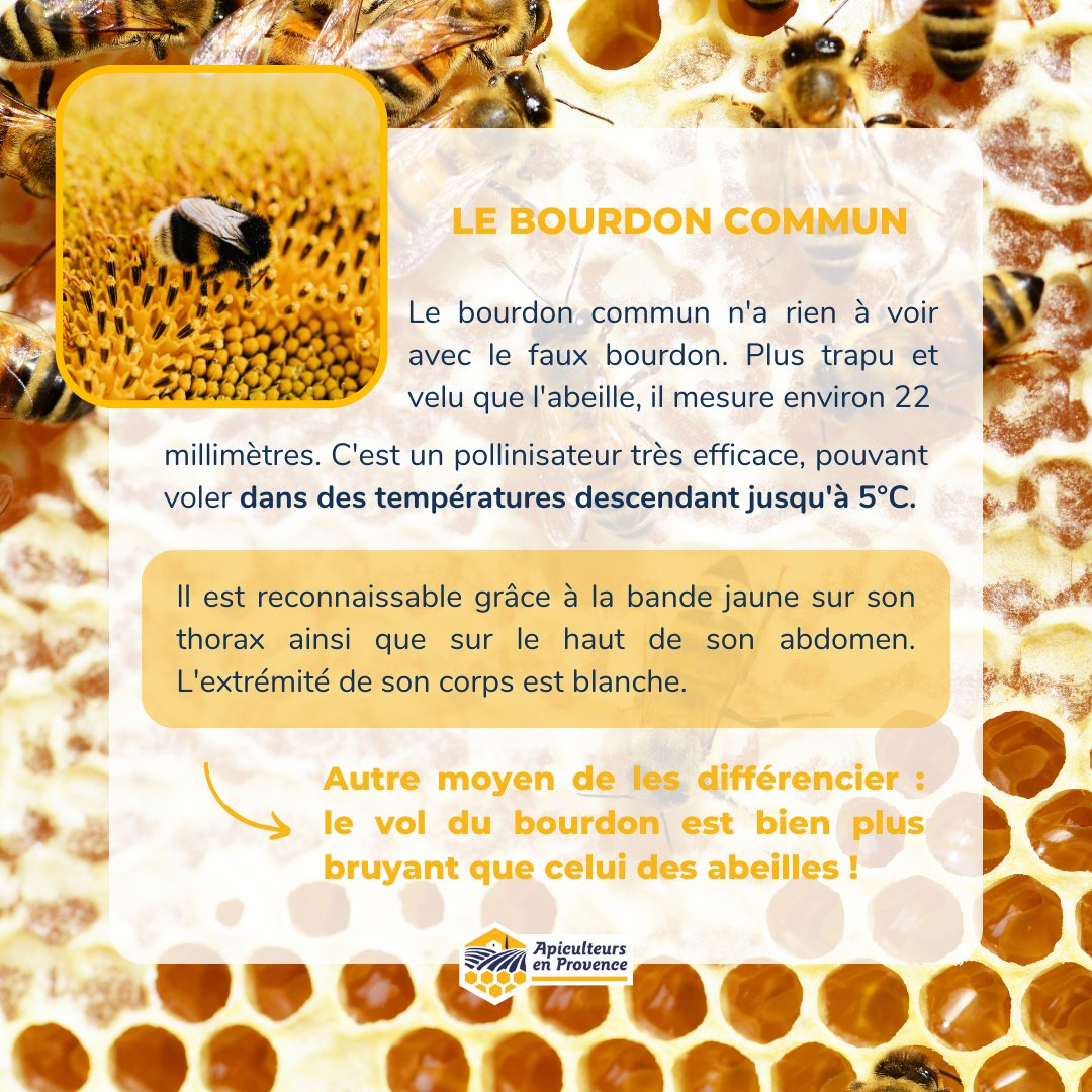 Apiculteurs en Provence tweet media