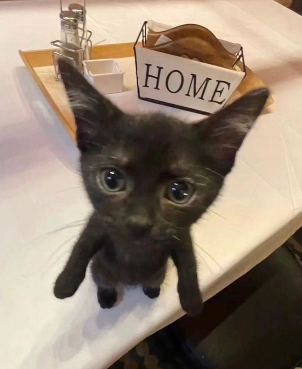 PostsOfCats's tweet photo. https://t.co/70Egb5NP6A