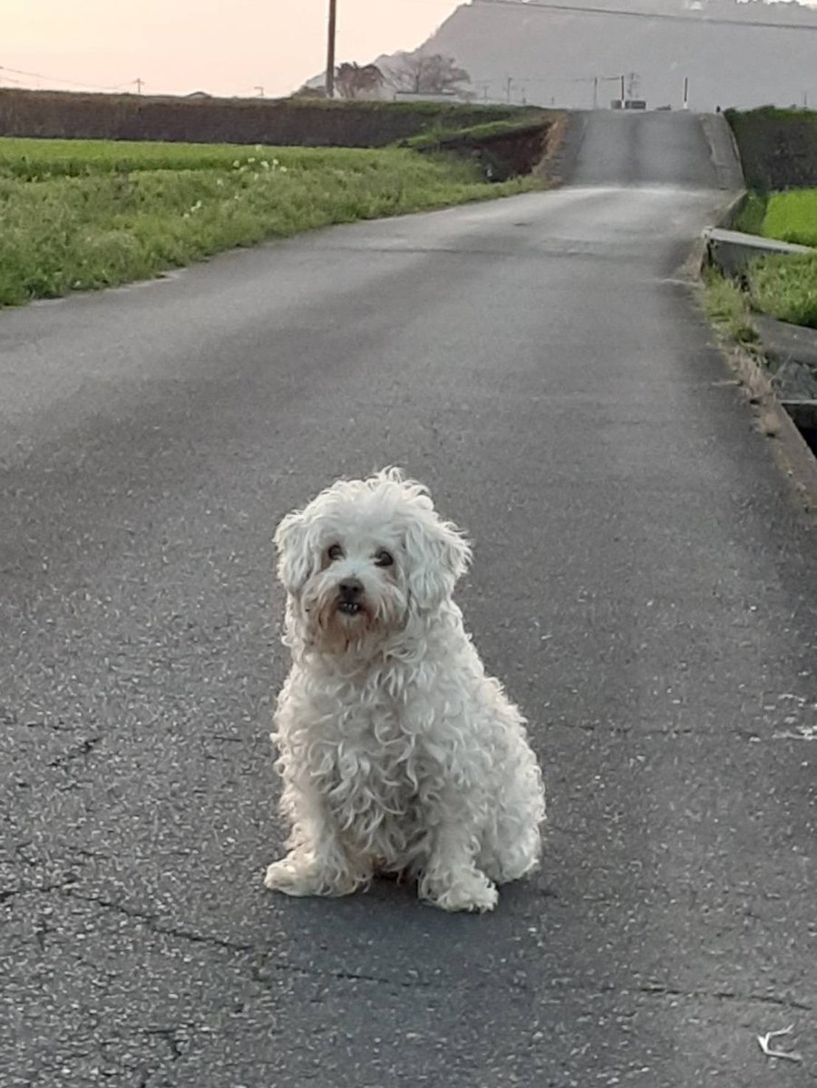 doremifarondon's tweet photo. 小学六年生でよく遊びに行ってた犬飼ってるおじちゃん家から赤ちゃん一匹貰ってきて、我が家の弟になった太陽🐶が15歳で今日天国へと旅立ちました。昨日会えたのは、会えるまでもしかしたら病気と戦って頑張ってくれてたのかな。
ありがとうって伝えとけばよかった。
ずっとわたしの弟だよ。 https://t.co/kZrg3neop7