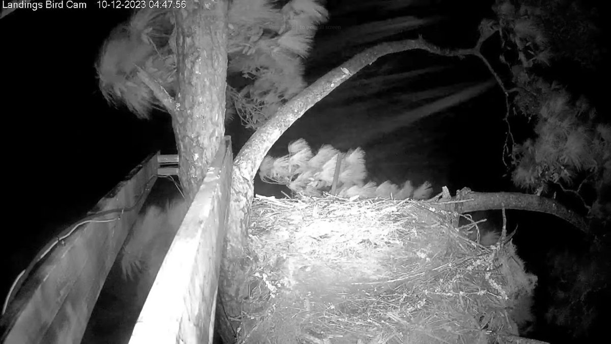 04:47, 10/12   We're waking up to a blustery morning.... Good morning, Savannah nest fans!