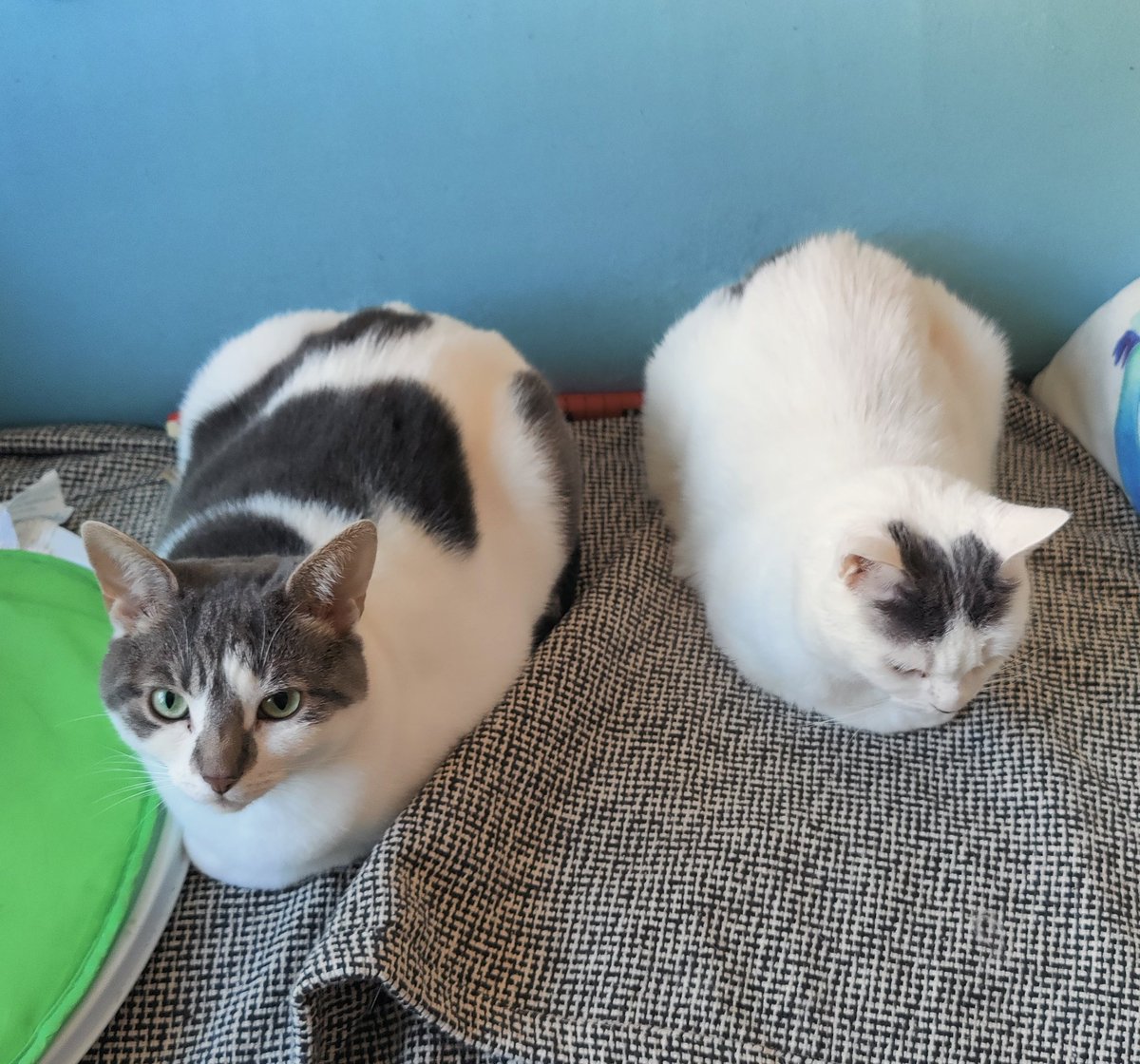 Chloe 😷 tweet media