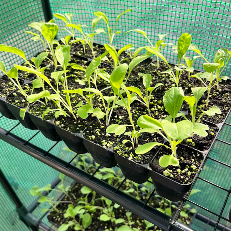 FutureGardenLtd's tweet photo. Growing Thompson &amp; Morgan Apollo Spinach Seeds in the autumn results in a rewarding late winter/spring crop. Spinach is a cool-season vegetable that thrives in the cooler months. This makes it an excellent choice for autumn planting.

https://t.co/H62Fy3yl4N https://t.co/dPAg86eqdl