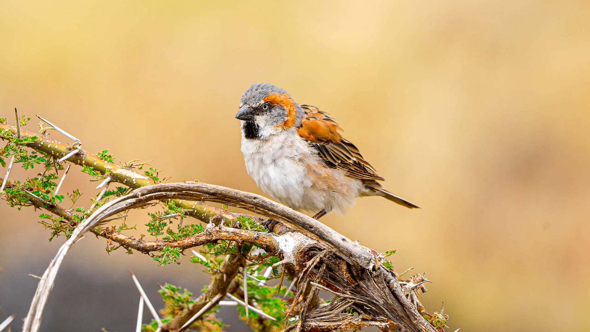 The Kenya Sparrow, Birds of #Tanzania 

#birdwatching 
#Kenya 
#BirdsSeenIn2023 
#BirdsInHabitat 
#TwitterNaturePhotography 
#Birdland 
#PictureOfTheDay 
#wildlifegame 
#NaturePhotography 
#picturebook 
#birdphotography 
#TwitterNatureCommunity 
#Memphis