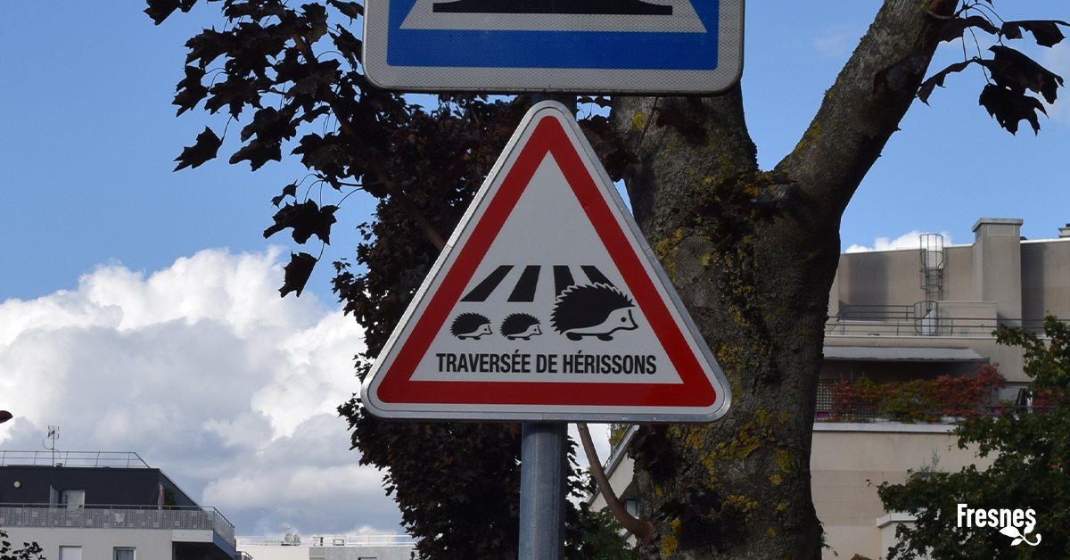 fresnes_94's tweet image. Des panneaux ont été placés dans notre Ville afin prendre soin du hérisson, une espèce protégée. Ces panneaux sensibilisent et indiquent aux automobilistes, le risque de croiser cette petite bête vulnérable sur la route ! ⚠️ 🦔

#fresnes94 #fresnes #maville #hérisson #protection