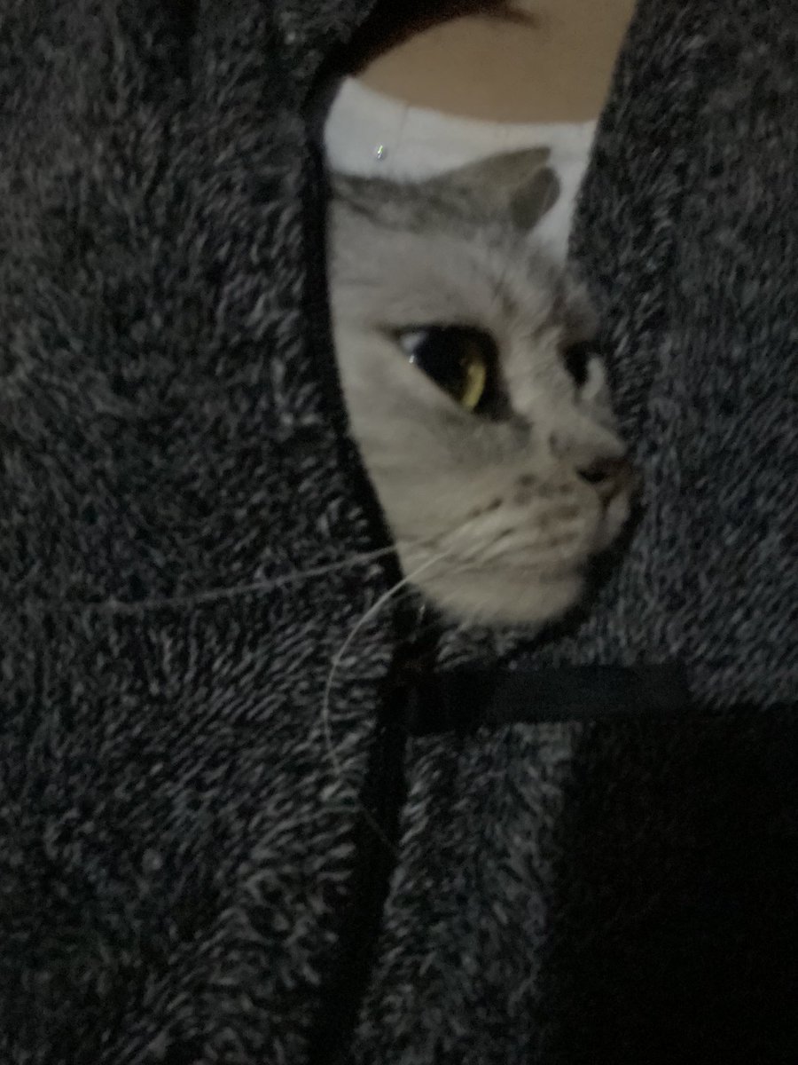 diary0x0's tweet photo. 服の中に猫入れて歩く季節がきた🍂 https://t.co/R4HXEbAPck