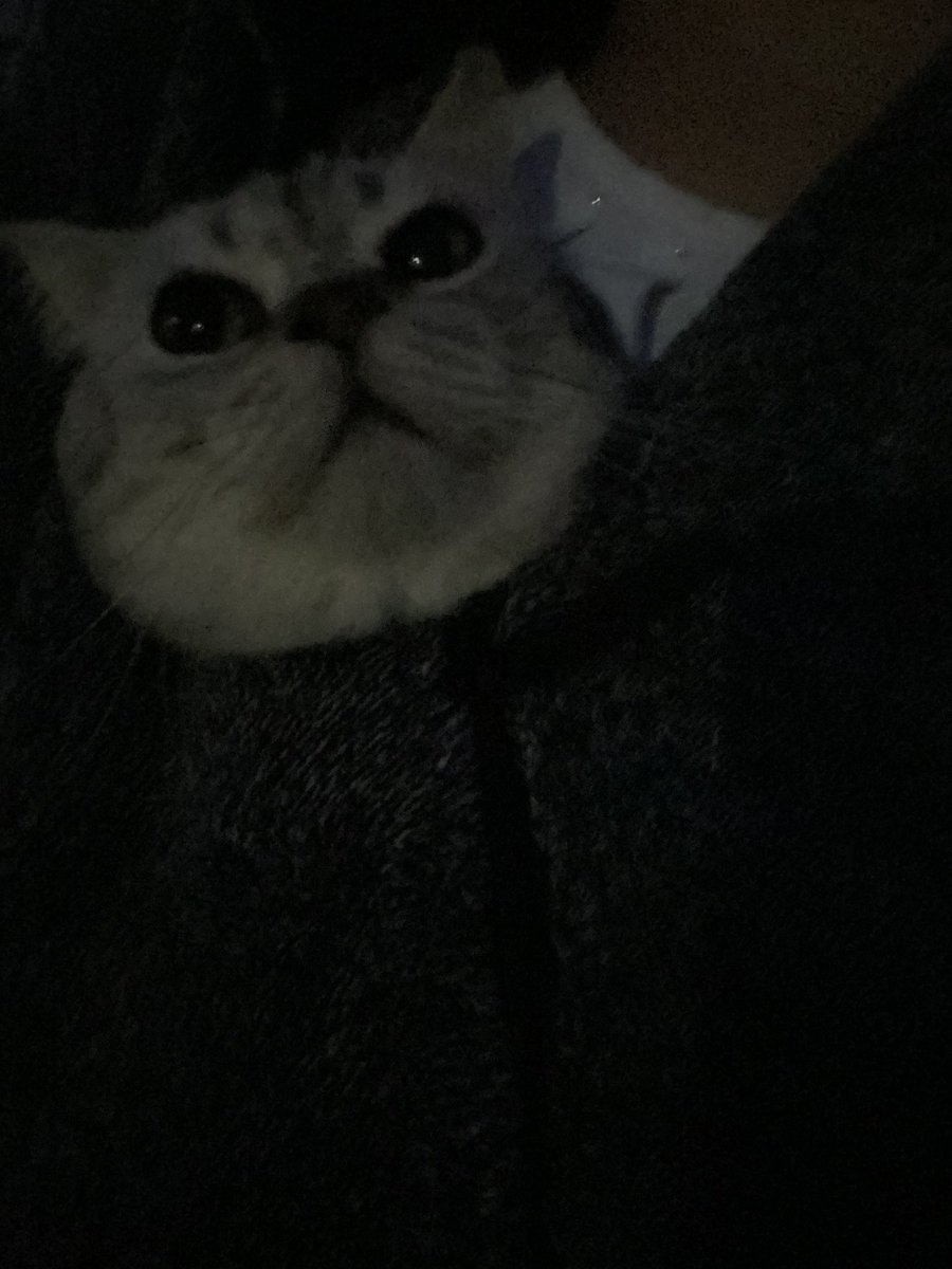 diary0x0's tweet photo. 服の中に猫入れて歩く季節がきた🍂 https://t.co/R4HXEbAPck
