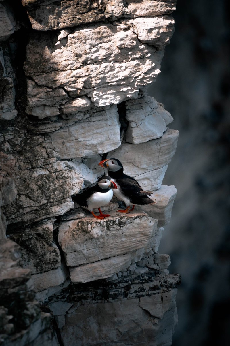 Manfred Teh tweet media