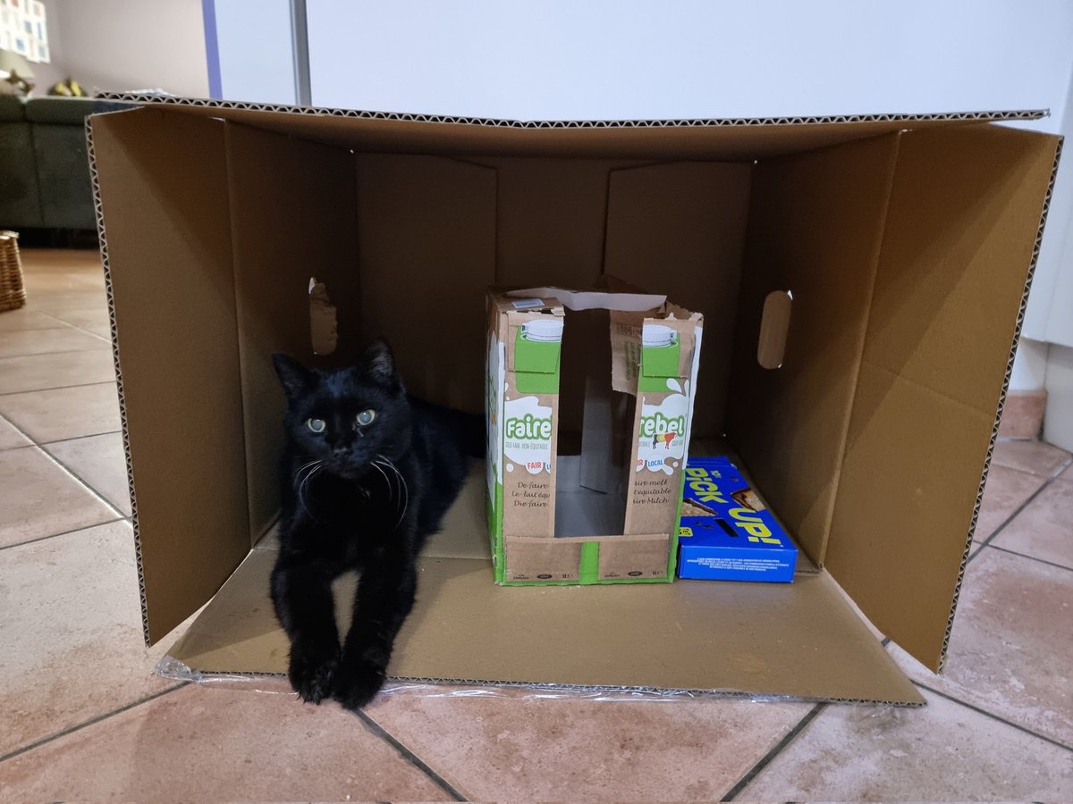 Cats.