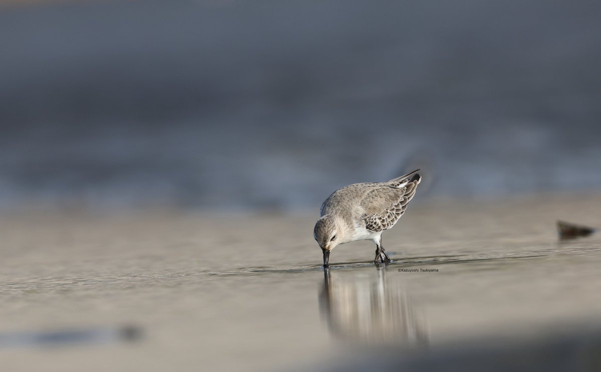 TsukiyamaKazu's tweet image. 冬羽も落ち着いてきました。
#ハマシギ