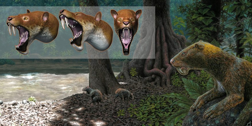 Publications MNHN 🐝 tweet media