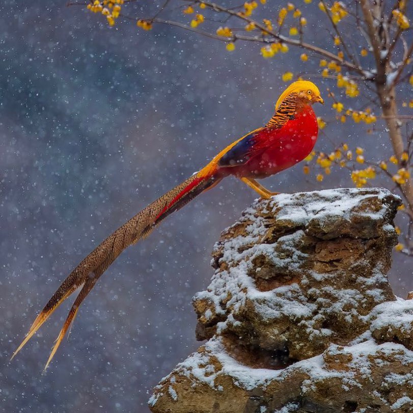 Golden Pheasant ❤️💛💙
.
📸 imkhalidsharif
