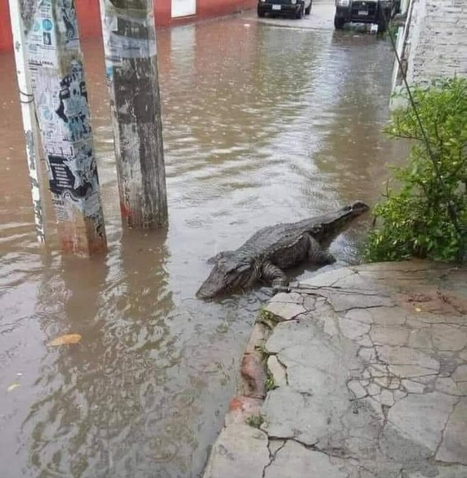 itsD3lay's tweet photo. El barrio será pobre, pero los perros son Lacoste. https://t.co/a2614KjzHN