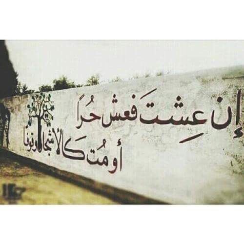 Gazze’de bir duvar yazısı; 

"Yaşayacaksan hür olarak yaşa, Öleceksen ağaçlar gibi dimdik öl"

#FreeGaza