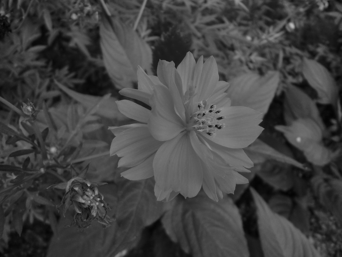 fubt50's tweet photo. ://rosephoto-ac.com/profile/1219692　 #9月 #flowers #flower #花 #植物 #monochrome ,  #Octoberflower #Septemberflower  #photography ,  #秋 #モノクロ写真 https://t.co/5RQoPa7iG2