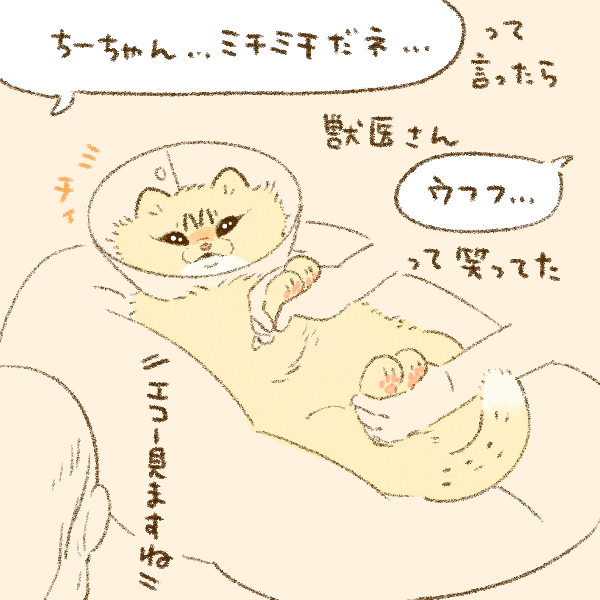本日ちーちゃんが膀胱炎かもしれなくて病院に連れてったのですが、腎臓も膀胱もキレイでひとまず安心しました。 エコーと肛門腺絞りに耐えたちーちゃんはとても勇ましかったです。