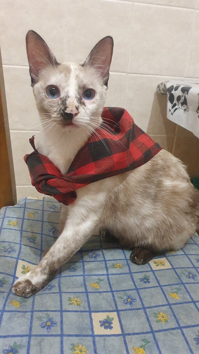 yoliver83_'s tweet photo. Viva la virgen del Pilar, viva Zaragoza y vivan los cats 🤣
#zaragoza #cachirulo #pulgui #gatos #fiestas https://t.co/SlRg95hpVq