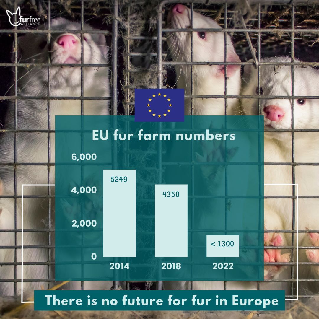 Cruel, unnecessary, and in terminal decline: the fur industry belongs in the past. It’s time to #makefurhistory in the EU📉