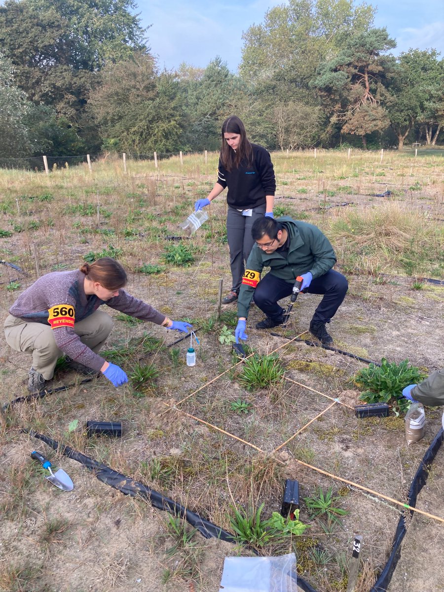 We established our TerraDunes-@SilvaNova_NNF @Dunea tree experiment to test the effect of soil vs seedling inoculations while enjoying the last warm day of the season ☀️🌳🍄🦠 @LeidenBiology @cml_biodiv 
Great team work! @AnnemiekvDijke @Xiangyu73144835 @mirrrrkamil