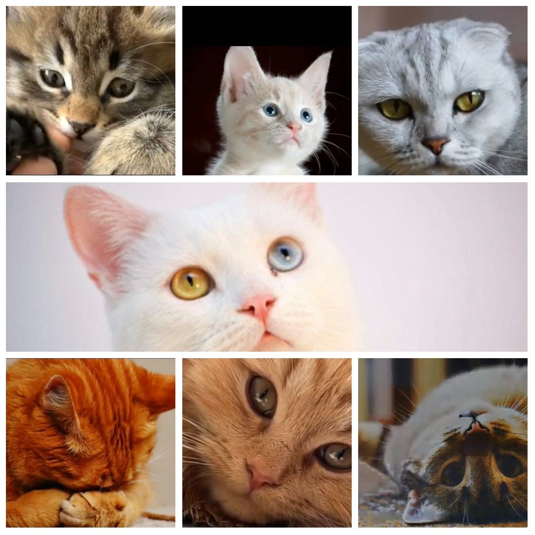 Probablemente todos los dueños de gatos estén familiarizados con el relajante ronroneo de sus mascotas.  Pero ¿por qué ronronean los gatos?  Mira el vídeo y entenderás aún mejor a tus mascotas 👇👇👇👇
youtu.be/9D56eB4MxJM