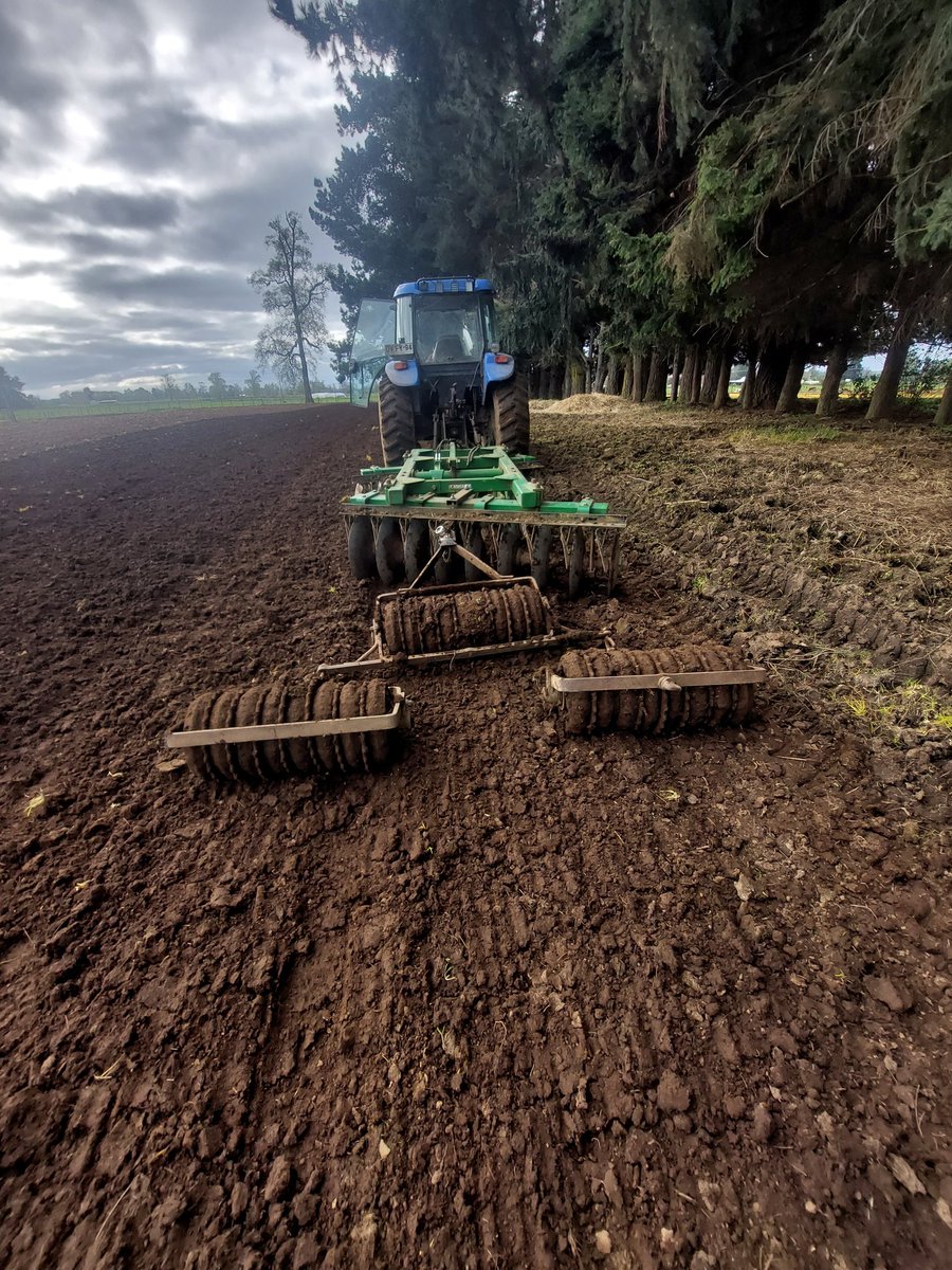 De a poco
Raps forrajero